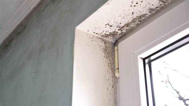 Best Crawl Space Mold Remediation  in Rainelle, WV
