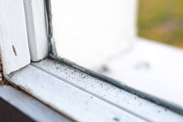 Best Mold Odor Removal Services  in Rainelle, WV