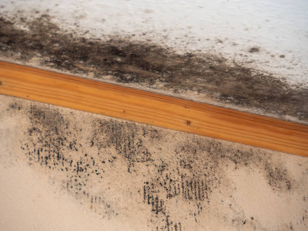 Best Comprehensive Air Testing for Mold Contaminants  in Rainelle, WV