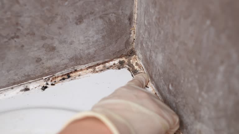 Best Post-Construction Mold Inspection  in Rainelle, WV